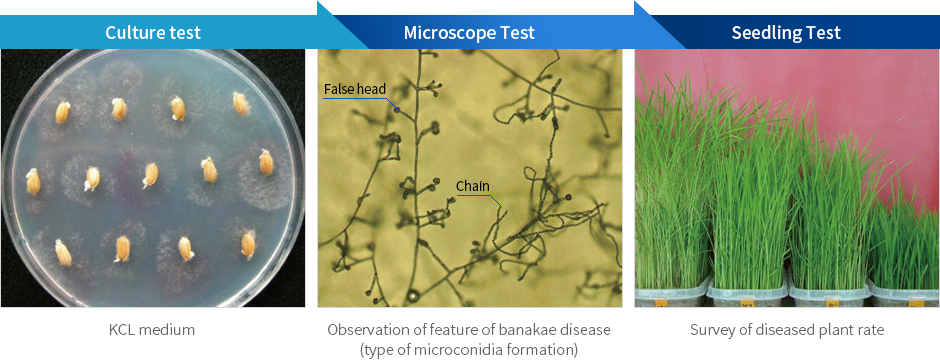 Pathological Test 1. Culture test - KCL medium, 2. Microscope Test - Observation of feature of banakae disease (type of microconidia formation), 3. Seedling Test - Survey of diseased plant rate